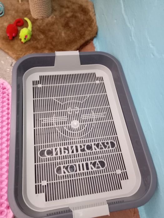 Продам аксессуары для котенка