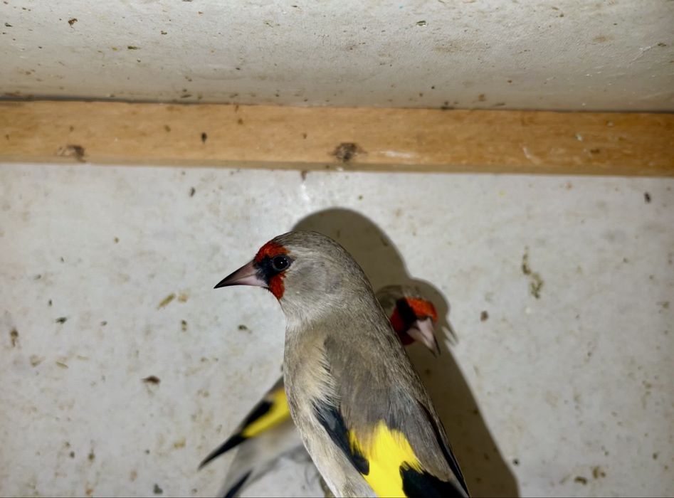 norchi sava sotiladi bishkek