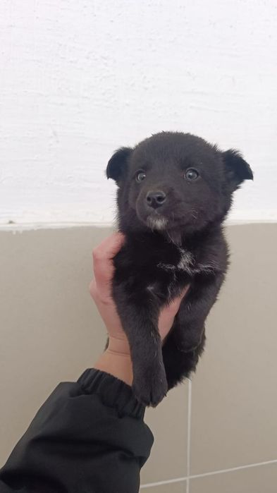 Отдам звоночков в добрые,любящие руки.