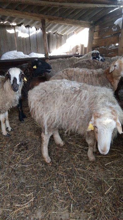 Овцы с ягнятами.