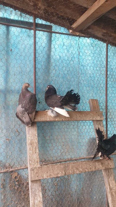 Vand porumbei Kingi,încalțați,roller de Cluj .