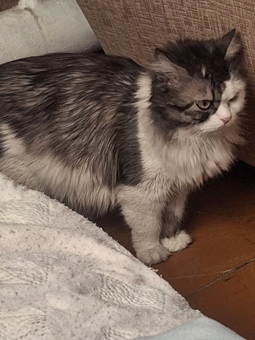 Отдам котёнка  в добрые руки