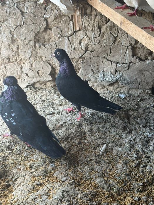 Голубы Гулсар Жук Продам