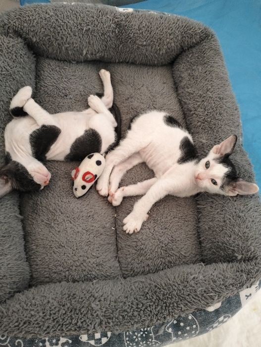 Бронь на котят сфинксов