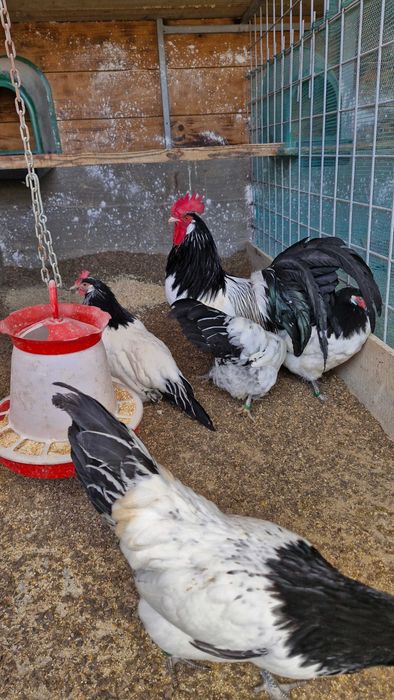 Lakenvelder de vanzare