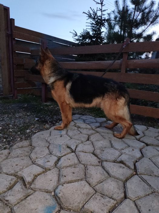 Щенок немецкой овчарки