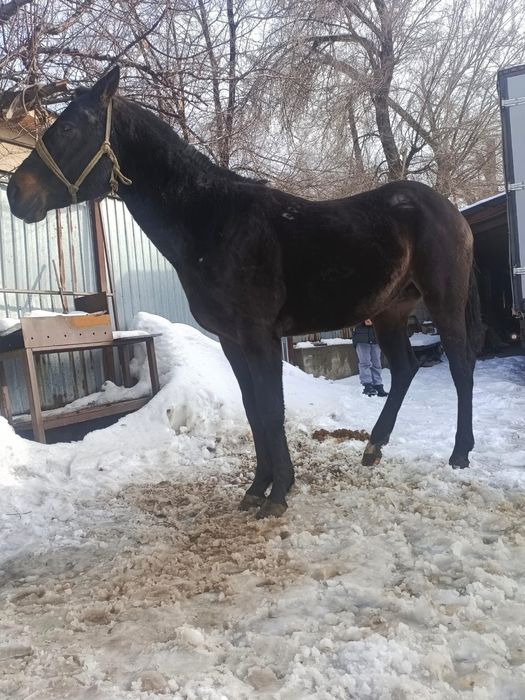 Таза қан ағылшын сатылады айғыр, дөнен , чистокровный английский жереб