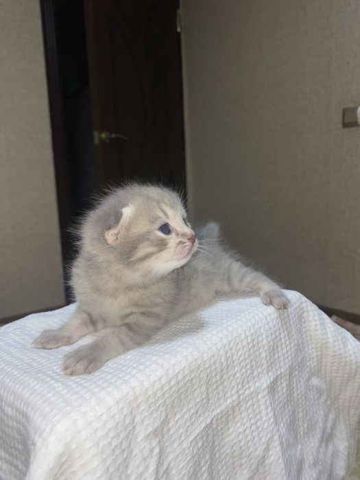 mushuk bolasi scotsh fold scotsh straight