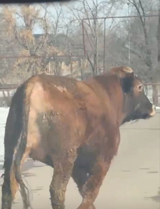 Жирный Бык с откорма