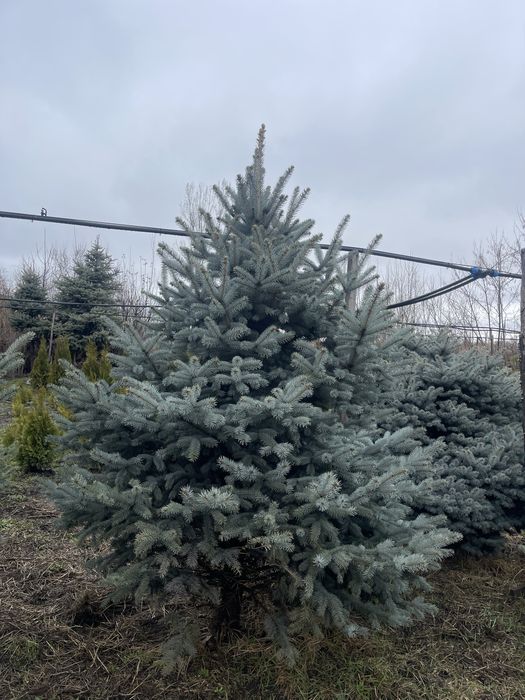 Ель . Ногодняя елки