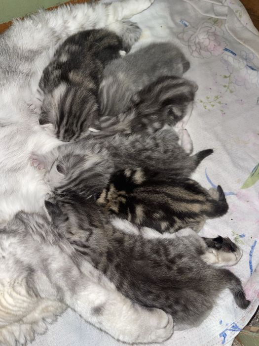 Продам котят, скоттиш фолд