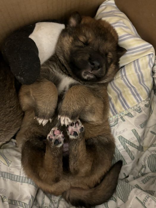 Отдам щенят в добрые руки !