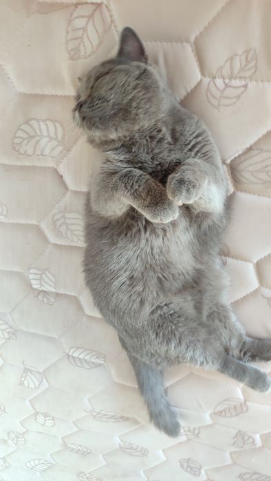 British shorthair