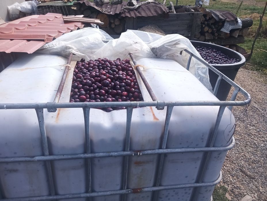Vând prune de palinca
