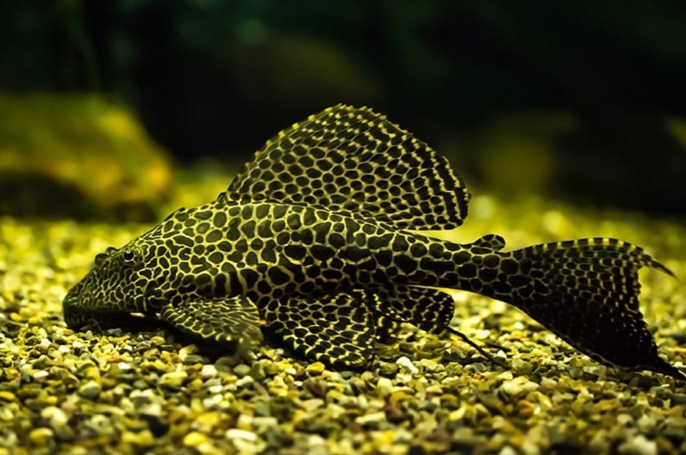 Рыбки для аквариюма