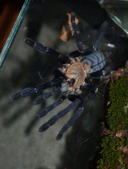 Пауки-птицееды Cyriopagopus sp “Hati Hati”, Brachypelma albopilosum