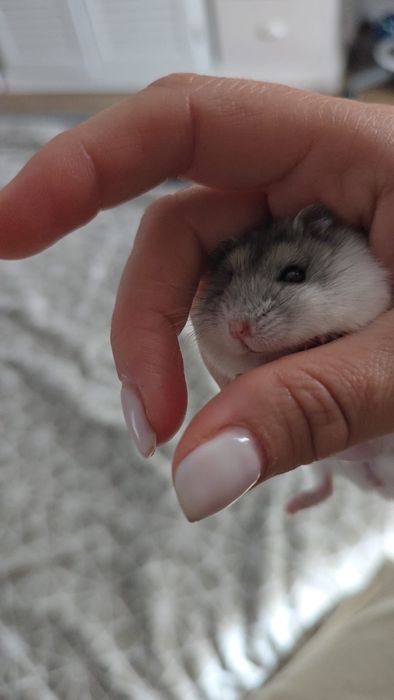 Donez hamsteri pitici