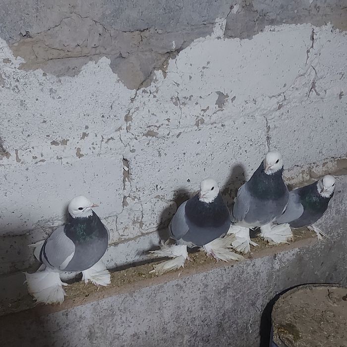 Маздок 3 пара гатовый