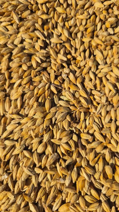 Продам ячмень сухой