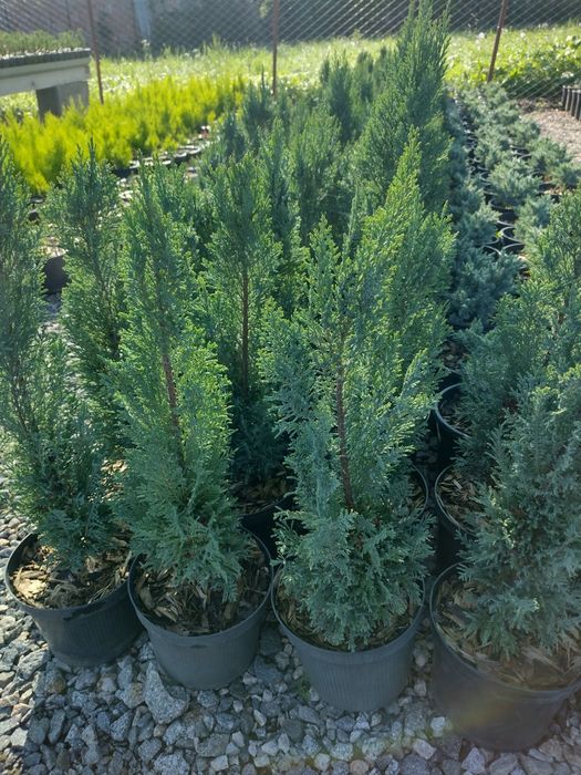 Producator vand diferite plante ornamentale