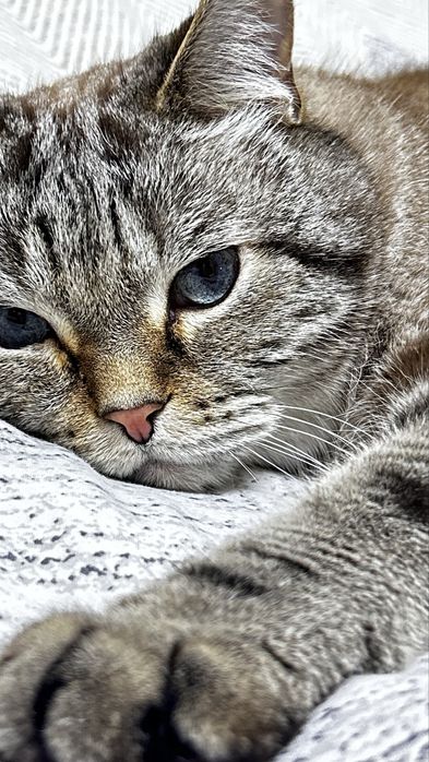 Отдам кота в добрые руки