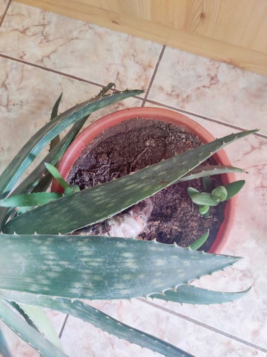 Aloe Barbadensis, plantă deosebită