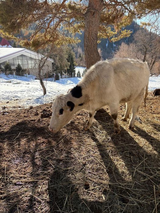 Продам коров,телят реальным клиентам