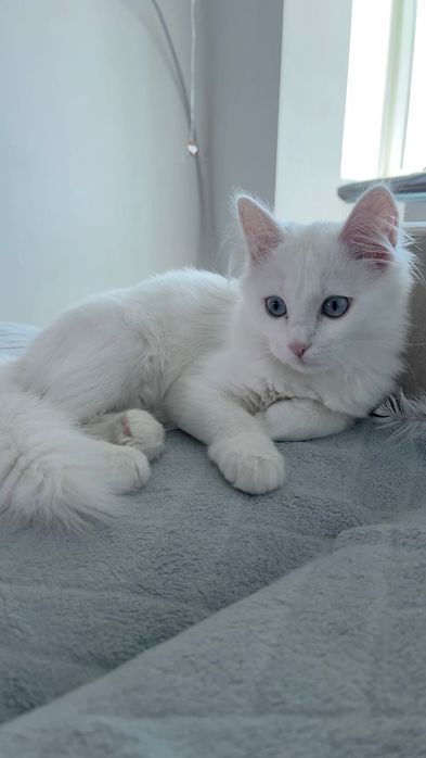 Возьму котенка белого мальчика