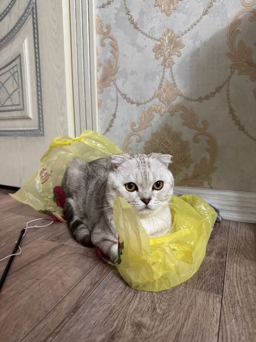 Отдам кота в добрые руки