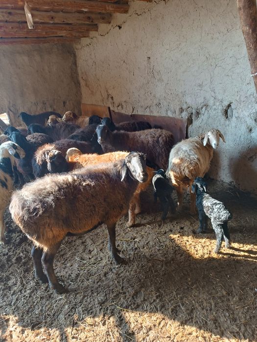 Boʻgʻoz qoʻyla sotiladi