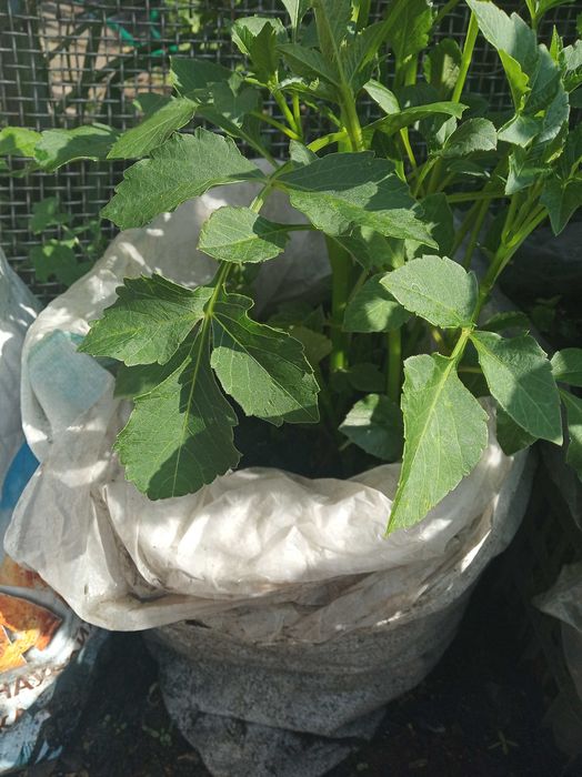 георгина клубни для посадки