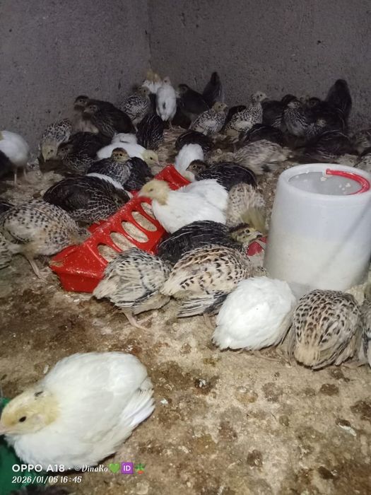 Продается перепелята