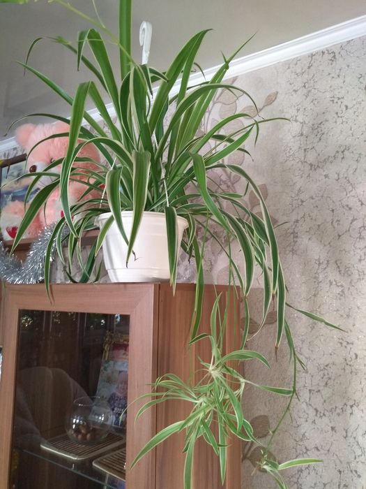 Продам Хлорофитум