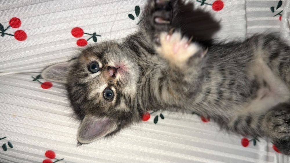 Отдам котят 4 котята