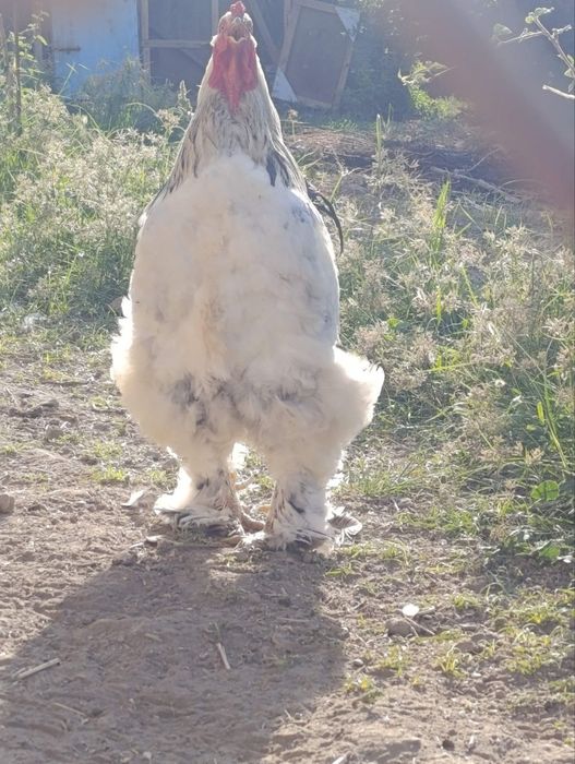 Burama xoʻrozlar  sotiladi