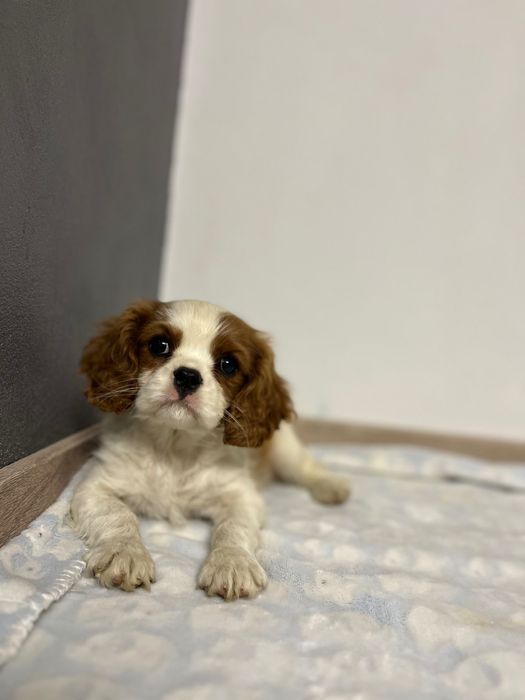 Cavalier King Charles Spaniel