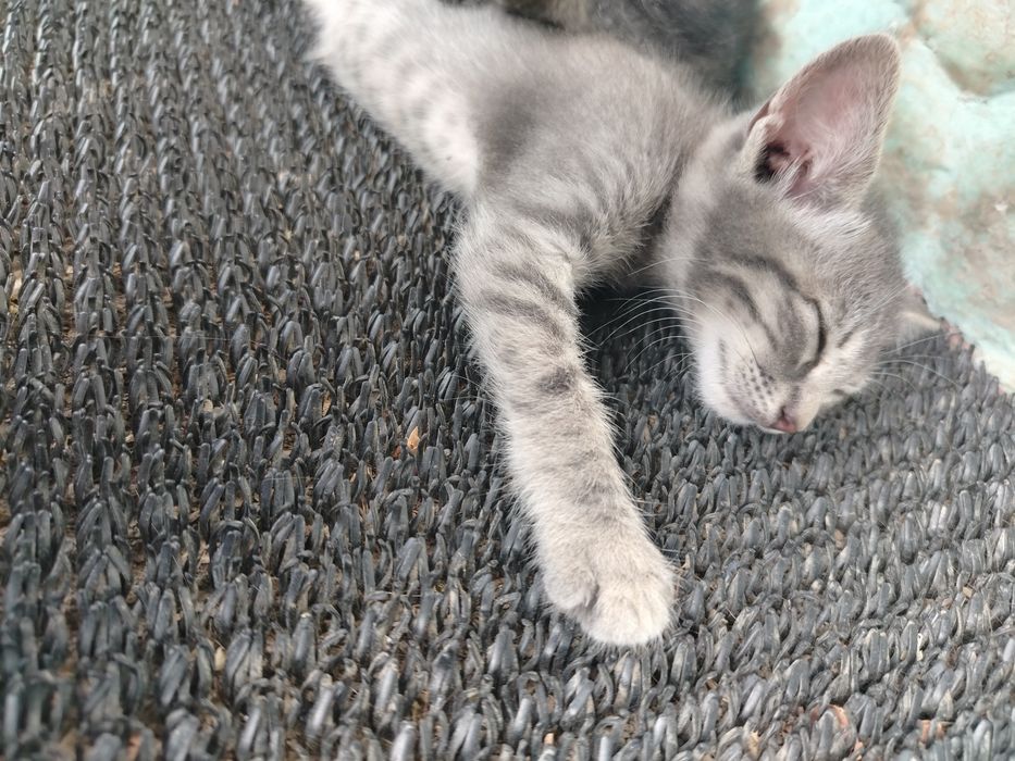 Spre adopție – 2 pisicuțe adorabile!