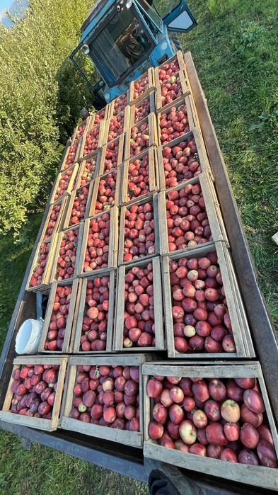 Продаю плодоносящий Сад