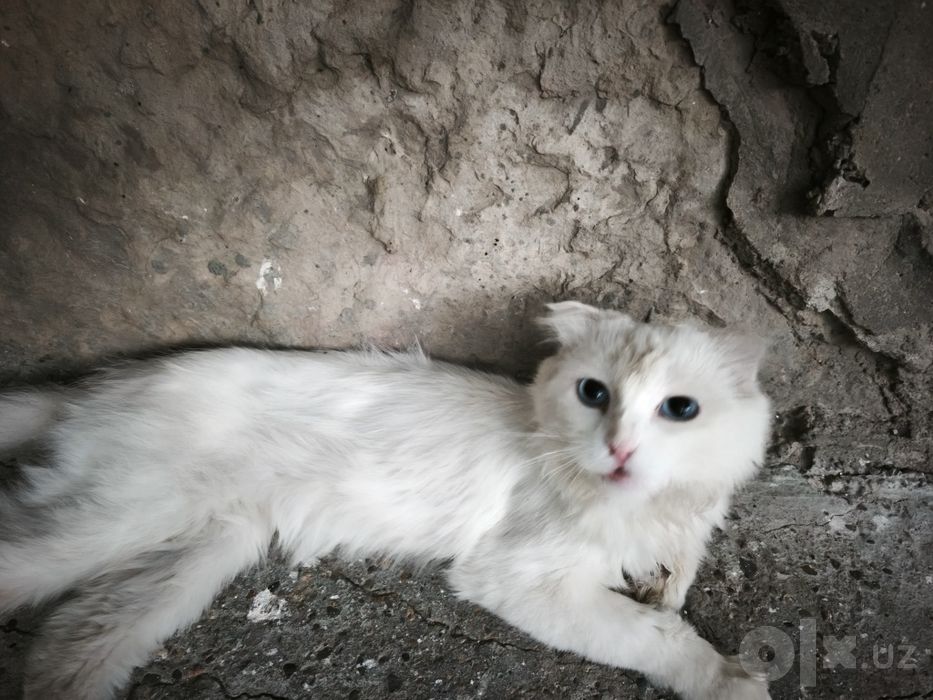 Кот белый кто потерял