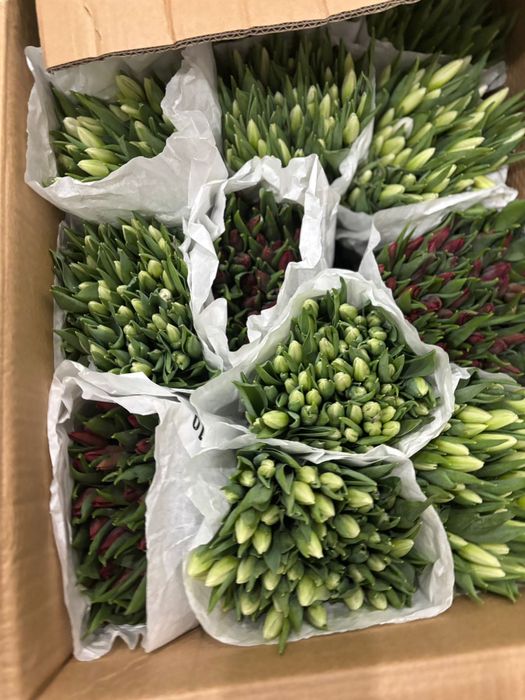 Живые тюльпаны для ваших любимых!