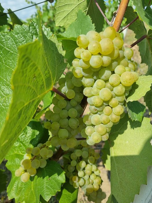 Struguri de vanzare, plantatie proprie