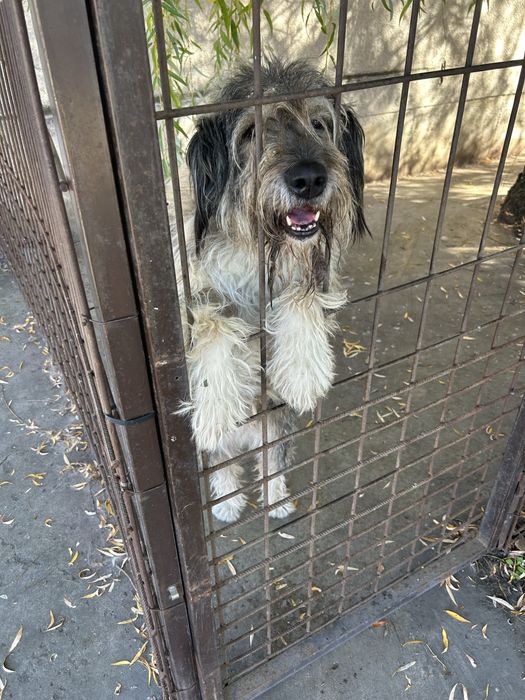 Професионална разходка на кучета в гр. София