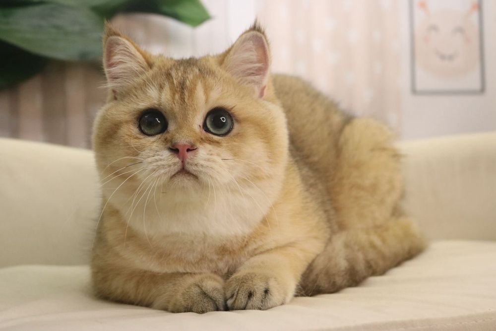 Мальчик чистокровный британец с окрасом золотая шиншилла