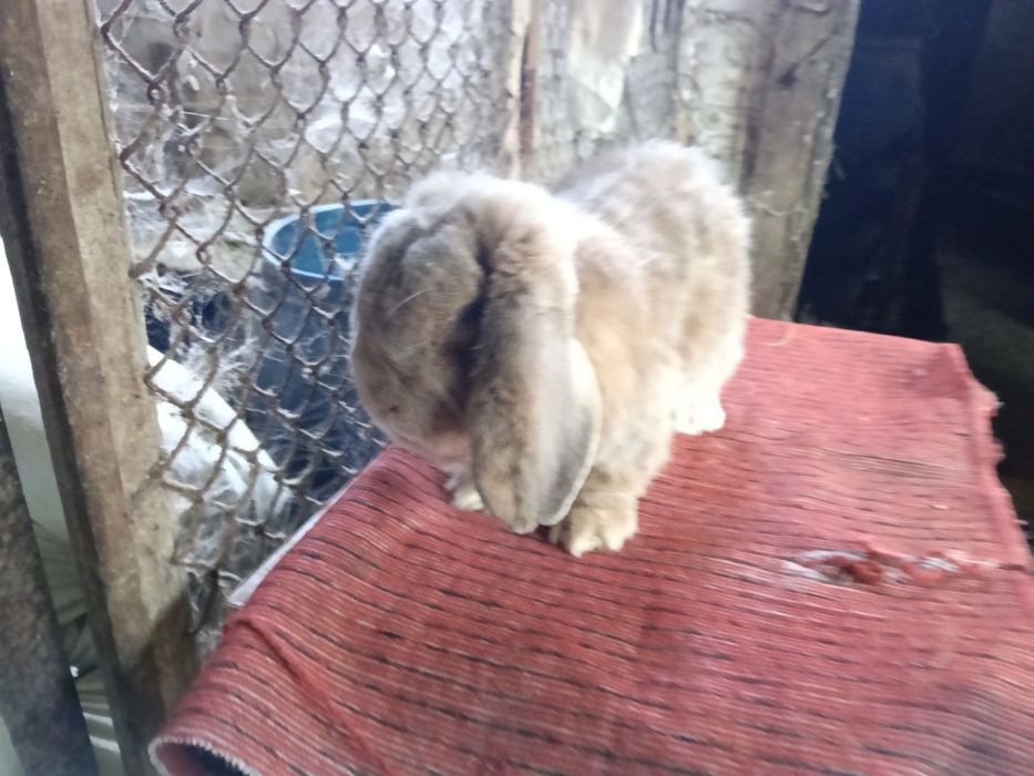 Кролики французский баран