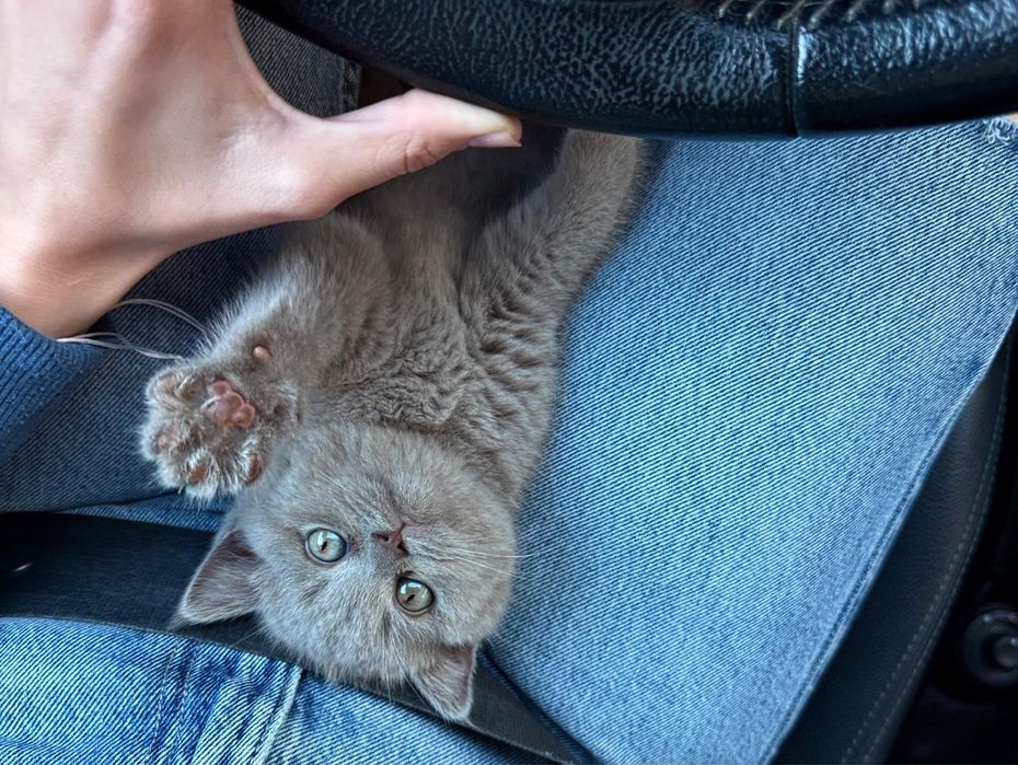 Pisic British Shorthaire