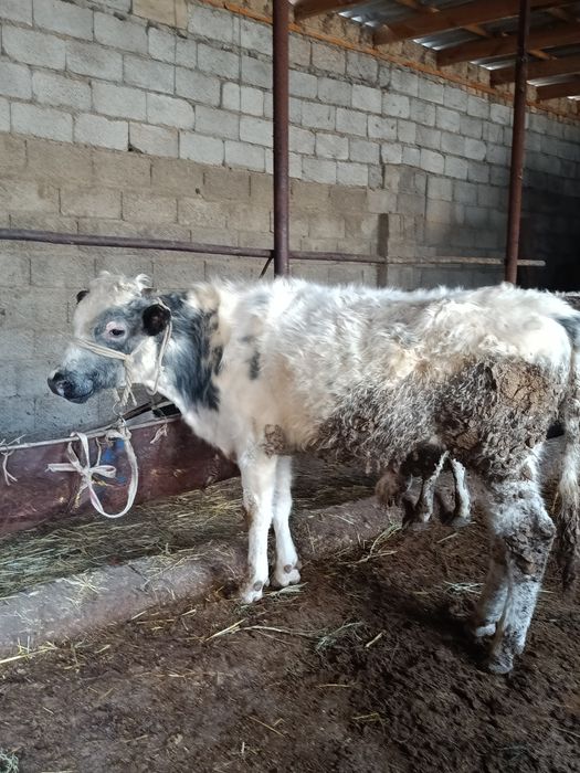 Буқалар сатылады