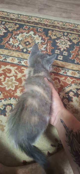 Отдам котёнка в добрые руки.