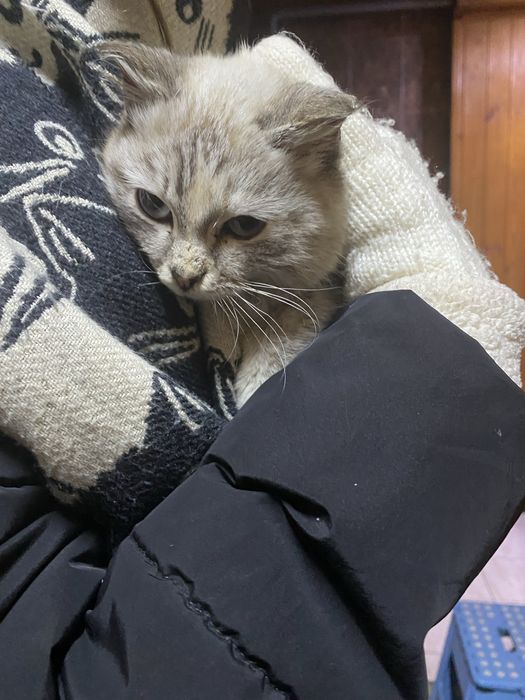 Котик девочка отдам в хорошие руки