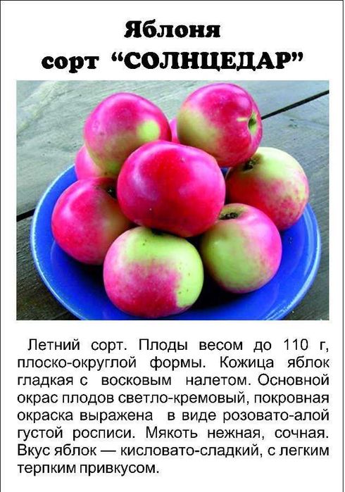 продам саженцы яблони