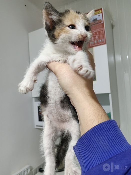 Котята Котята Котята
